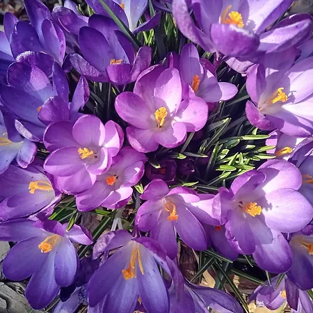 Dmowskiego - Kepa Mieszczanska Apartment Breslau