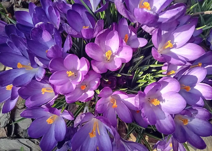 Dmowskiego - Kepa Mieszczanska Апартаменти Вроцлав